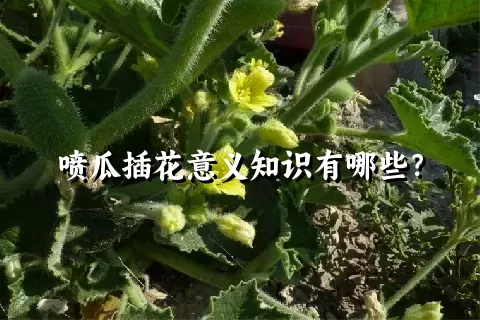 喷瓜插花意义知识有哪些？