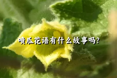 喷瓜花语有什么故事吗？