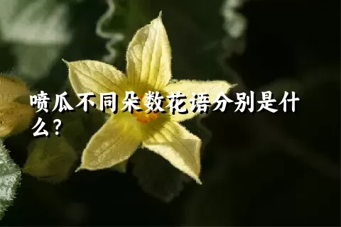 喷瓜不同朵数花语分别是什么？