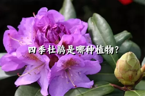 四季杜鹃是哪种植物？