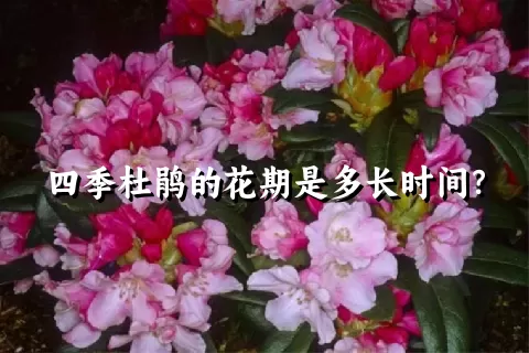 四季杜鹃的花期是多长时间？