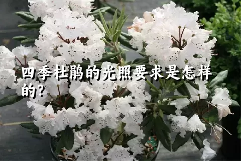 四季杜鹃的光照要求是怎样的？