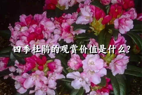 四季杜鹃的观赏价值是什么？