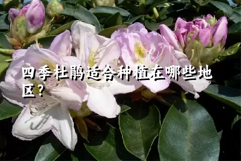 四季杜鹃适合种植在哪些地区？