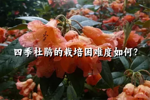 四季杜鹃的栽培困难度如何？