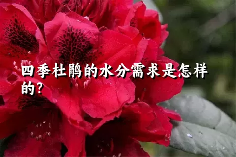 四季杜鹃的水分需求是怎样的？