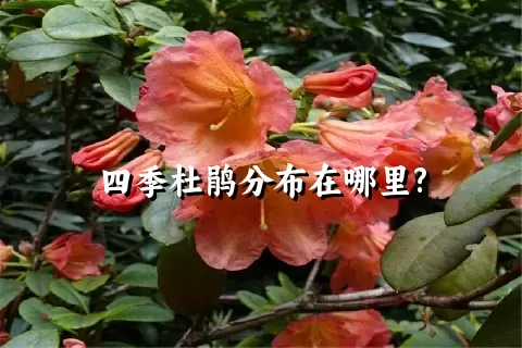 四季杜鹃分布在哪里?