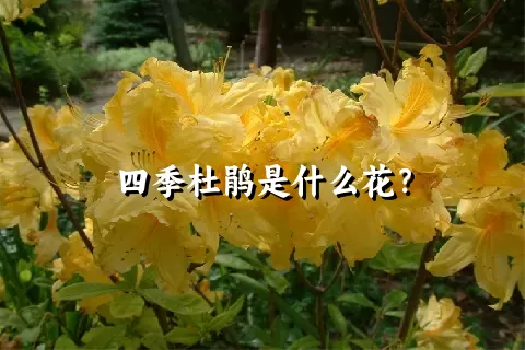 四季杜鹃是什么花？