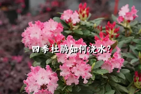 四季杜鹃如何浇水？