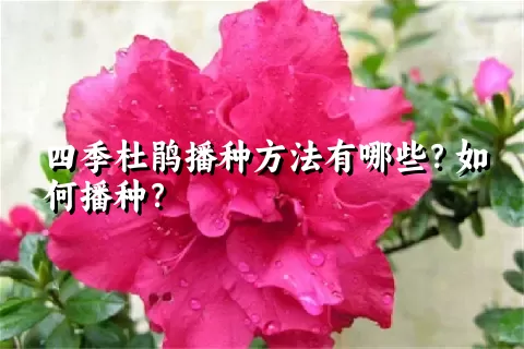 四季杜鹃播种方法有哪些？如何播种？