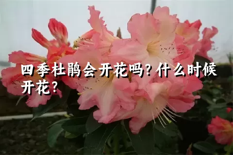 四季杜鹃会开花吗？什么时候开花？