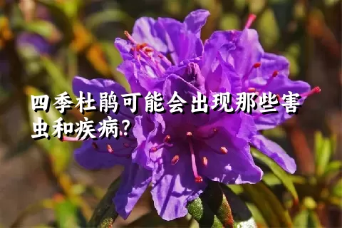 四季杜鹃可能会出现那些害虫和疾病？