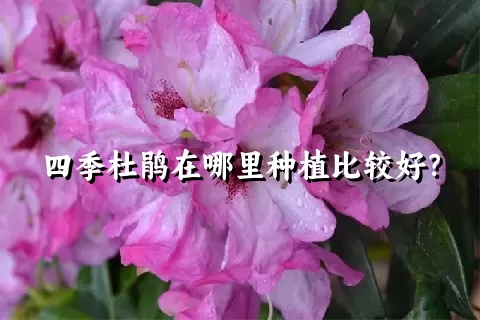 四季杜鹃在哪里种植比较好？