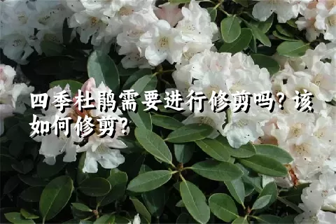 四季杜鹃需要进行修剪吗？该如何修剪？