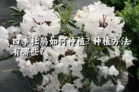 四季杜鹃如何种植？种植方法有哪些？