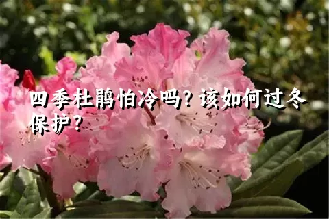 四季杜鹃怕冷吗？该如何过冬保护？