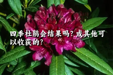 四季杜鹃会结果吗？或其他可以收获的？