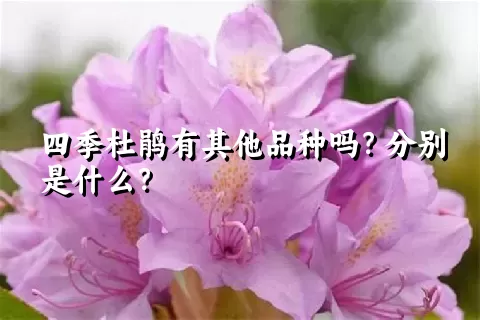 四季杜鹃有其他品种吗？分别是什么？