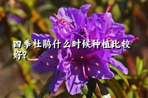 四季杜鹃什么时候种植比较好？