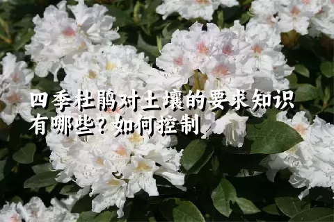 四季杜鹃对土壤的要求知识有哪些？如何控制