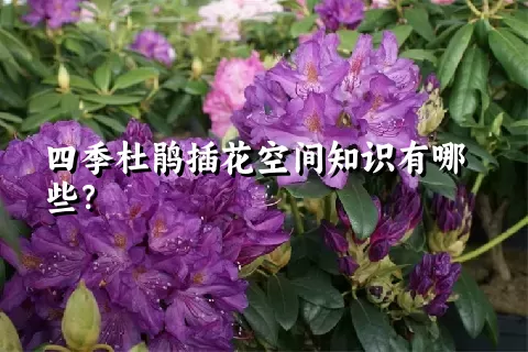 四季杜鹃插花空间知识有哪些？