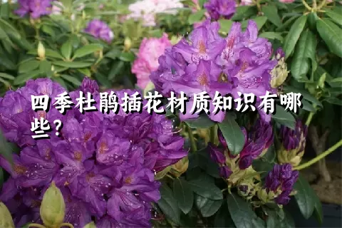 四季杜鹃插花材质知识有哪些？