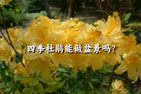 四季杜鹃能做盆景吗？