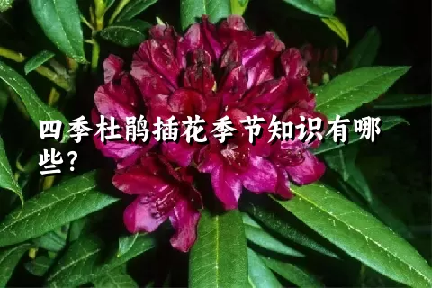 四季杜鹃插花季节知识有哪些？