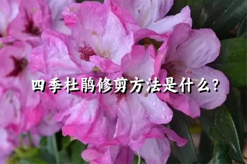 四季杜鹃修剪方法是什么？