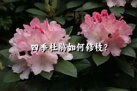 四季杜鹃如何修枝？