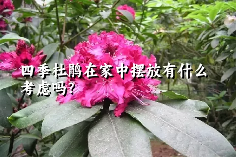 四季杜鹃在家中摆放有什么考虑吗？