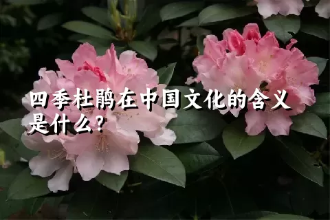 四季杜鹃在中国文化的含义是什么？