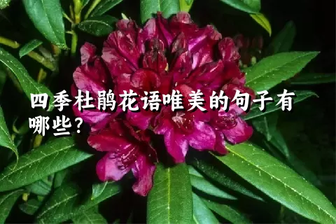 四季杜鹃花语唯美的句子有哪些？