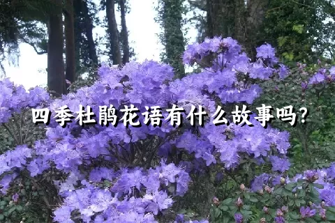 四季杜鹃花语有什么故事吗？