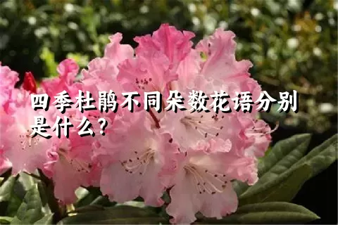 四季杜鹃不同朵数花语分别是什么？