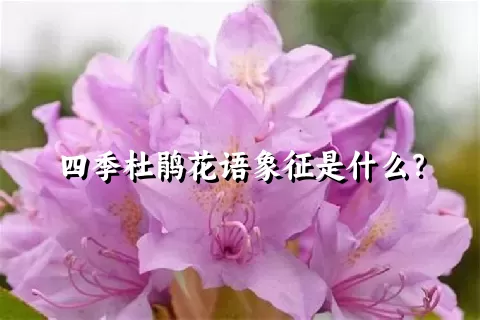 四季杜鹃花语象征是什么？