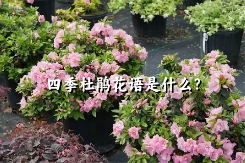 四季杜鹃花语是什么？