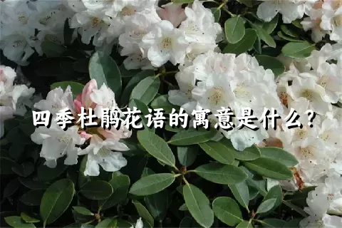 四季杜鹃花语的寓意是什么？