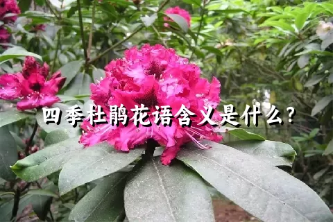 四季杜鹃花语含义是什么？