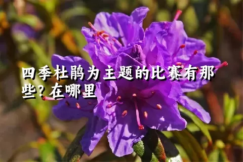 四季杜鹃为主题的比赛有那些？在哪里