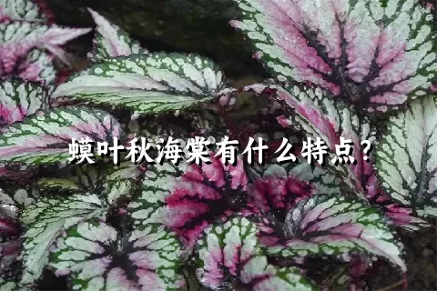 蟆叶秋海棠有什么特点？