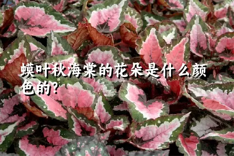 蟆叶秋海棠的花朵是什么颜色的？