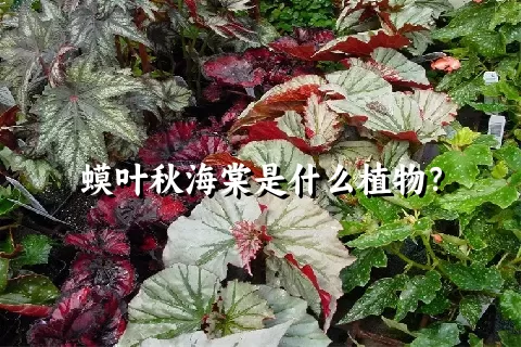 蟆叶秋海棠是什么植物？