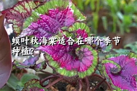 蟆叶秋海棠适合在哪个季节种植？