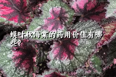 蟆叶秋海棠的药用价值有哪些？