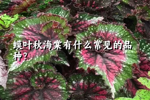 蟆叶秋海棠有什么常见的品种？