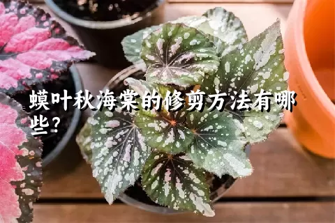 蟆叶秋海棠的修剪方法有哪些？