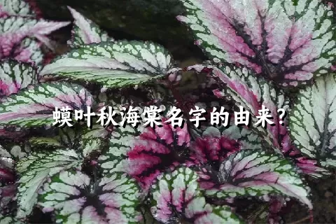 蟆叶秋海棠名字的由来？