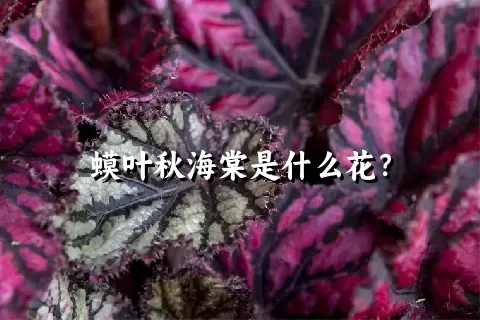 蟆叶秋海棠是什么花？