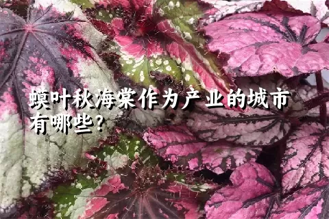 蟆叶秋海棠作为产业的城市有哪些？